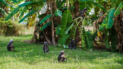 Exploring the playful interactions of monkeys in lush Krabi Thailand