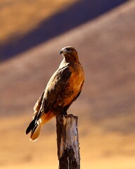 red tailed hawk perched on a branch