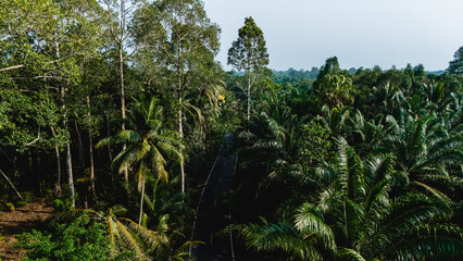 Lush greenery and tranquil roads of Chumphon, Thailand showcase natures beauty