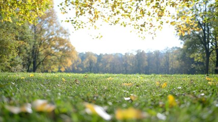 Fototapeta premium Lush green grass field scattered with fallen yellow leaves in a sunny autumn park surrounded by trees.