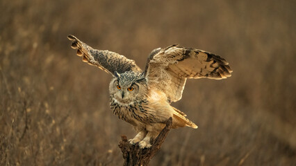 Obraz premium great horned owl