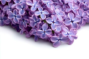 Obraz premium Close-up Lilac Flowers on White Background