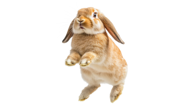 Brown rabbit leaps against white backdrop