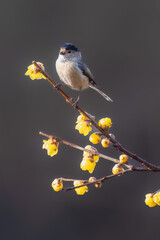 blue tit on branch