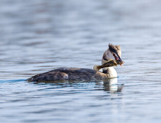Fototapeta premium duck swimming in the water