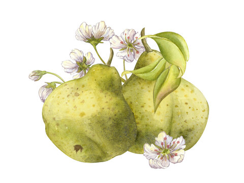 Ripe juicy green Pears with leaves and blooming flowers. Watercolor illustration isolated on white. Vibrant green plump curvy Pear art with fresh romantic fruit blossom. Textured spotted Packham Pears