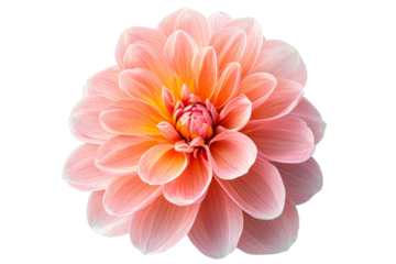 Beautiful dahlia flower blooms in soft pink shades