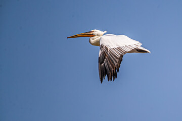 Great Pelican