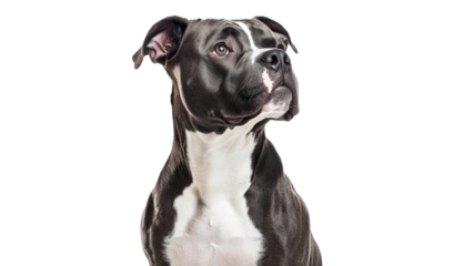 Strong and loyal dog gazes with confidence