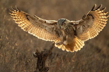 eagle owl in the snow