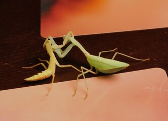 praying mantis on the ground