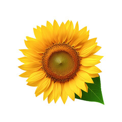 Fototapeta premium Realistic yellow sunflower with leaf on transparent background