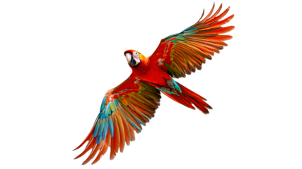 Colorful macaw flying gracefully in clear sky
