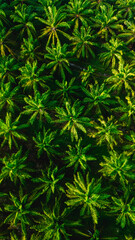 Lush greenery of Chumphon Thailand showcases natures vibrant palette at dawn