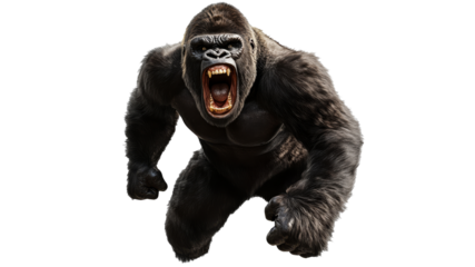 Gorilla shows aggression in the wild