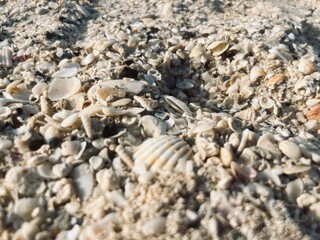 Small seashells beach. sea sand seashells