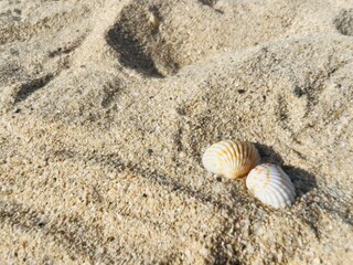 Small seashells beach. sea sand seashells