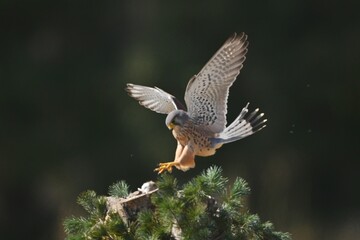 red tailed hawk
