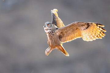 common buzzard buteo