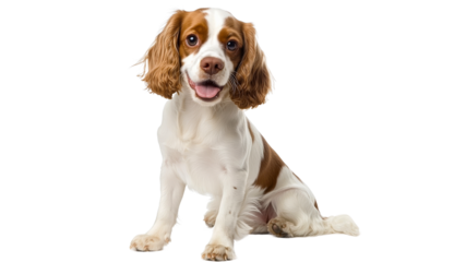 Cheerful spaniel poses on a clean background