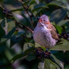 robin on a branch
