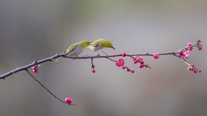 cherry blossom on a branch