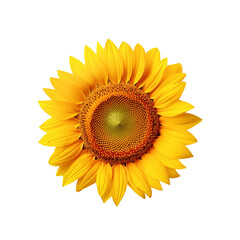 Fototapeta premium Yellow realistic Sunflower on transparent background