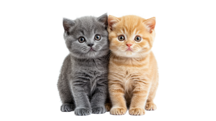 Two playful kittens sitting close together indoors
