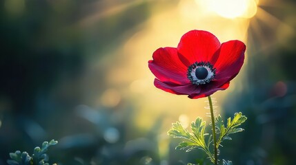 Vibrant red anemone flower glowing in soft light amidst lush greenery