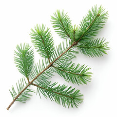 Branch of pine leaves isolated on white background
