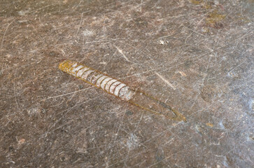 Close-up of Orthoceras fossil embedded in surface of the stone floor, showcasing its elongated, segmented straight shell from the Ordovician period. Natural stone texture with visible fossil details