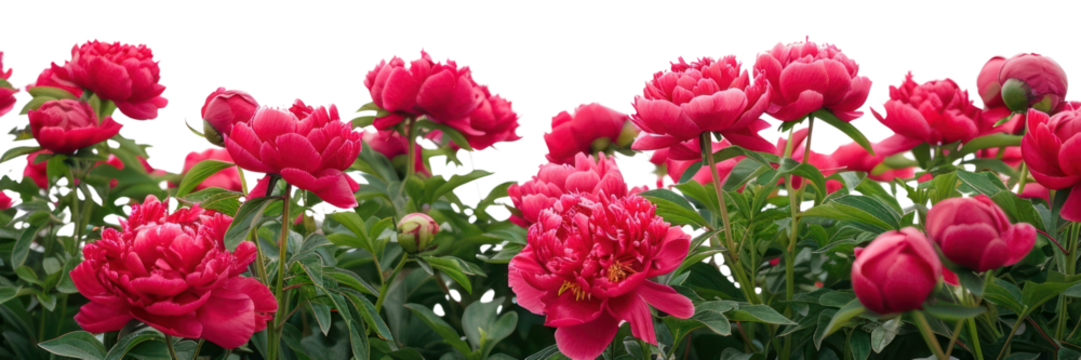 PNG Peony flowers outdoors blossom cricket.