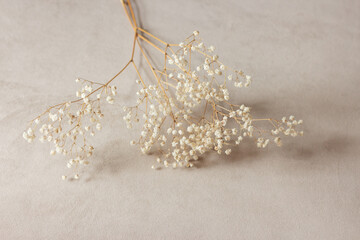 Close-up photo of a dry branch of a gypsophila flower lying on a beige background