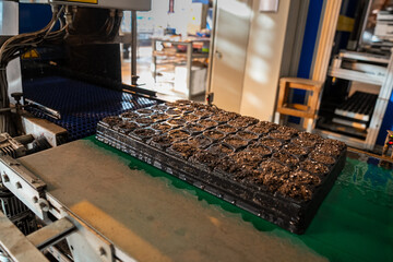 Soil preparation for optimal sprouting, misted hydration. Peat mixture pallets leaving hydration chamber after warm mist for upcoming greenhouse germination. Greenhouse ready treatment, turf prepare
