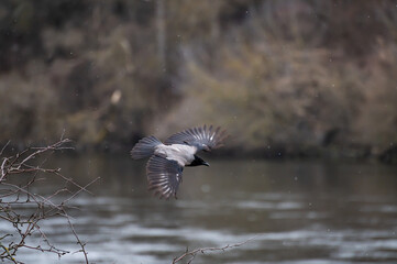 DSC_0160.NEF