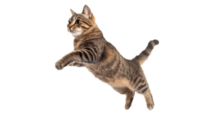 Cat jumps playfully in mid air action shot