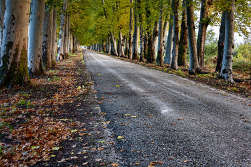Paseo con plataneros en otoño