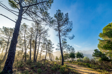 Fog at Piquillo pinewod