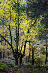 Fototapeta premium Abedular de Canencia