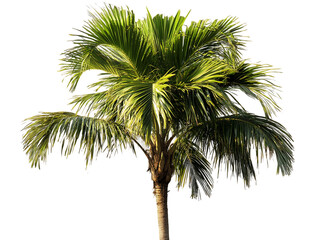 Obraz premium Vibrant green palm tree isolated on transparent background. Lush foliage, detailed texture, sunlight highlights