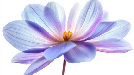 Fototapeta premium A purple flower with a yellow center