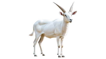 White goat standing on a plain background