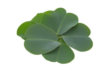 Five leaf clover on white background, cut out