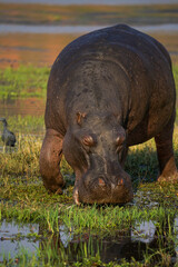 Hippo grazing on Chobe river floodplain, Botswana