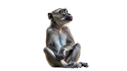 Monkey sitting calmly in a serene pose