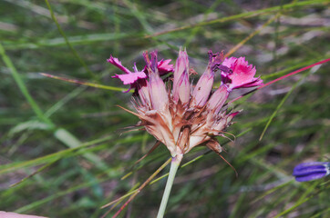 Dianthus carthusianorum, commonly known as Carthusian pink
