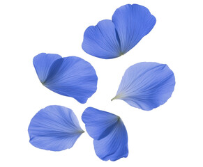 Flying blue petal flowers in graceful motion, cut out