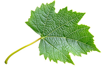 Intricate texture of green grape leaf