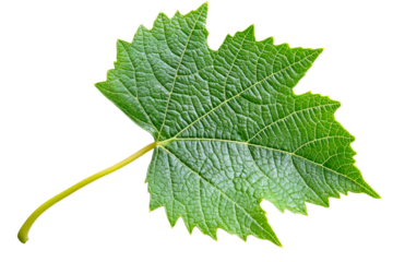 Intricate texture of green grape leaf