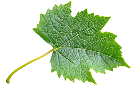 Intricate texture of green grape leaf